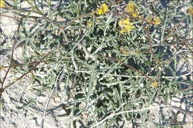 Image of Erucastrum cretaceum specimen.