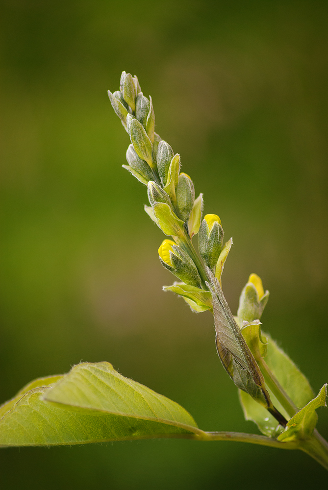 Image of Thermopsis lupinoides specimen.