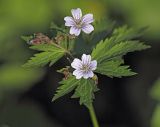 Geranium krylovii