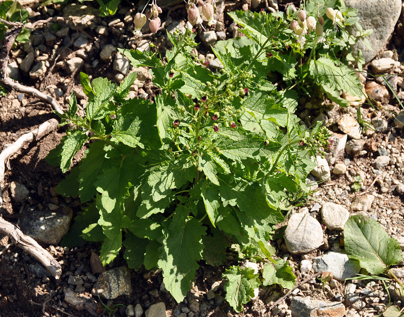 Image of Scrophularia scopolii specimen.