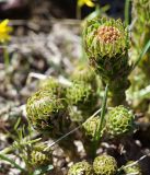 Rhodiola linearifolia