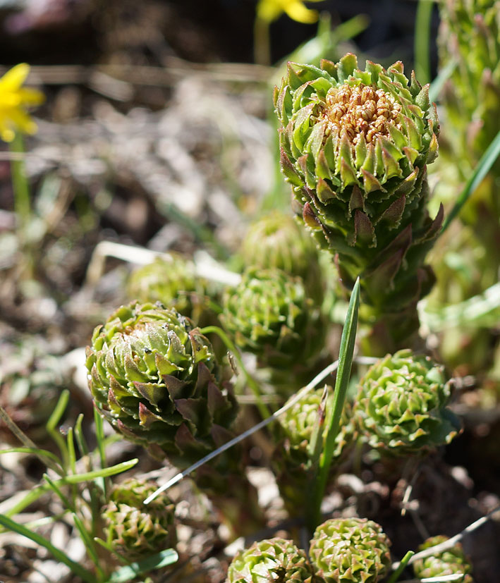 Image of Rhodiola linearifolia specimen.