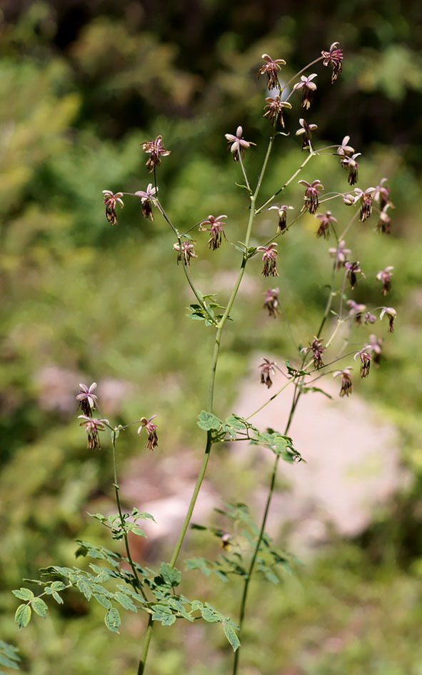 Image of Thalictrum foetidum specimen.