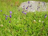 Campanula collina