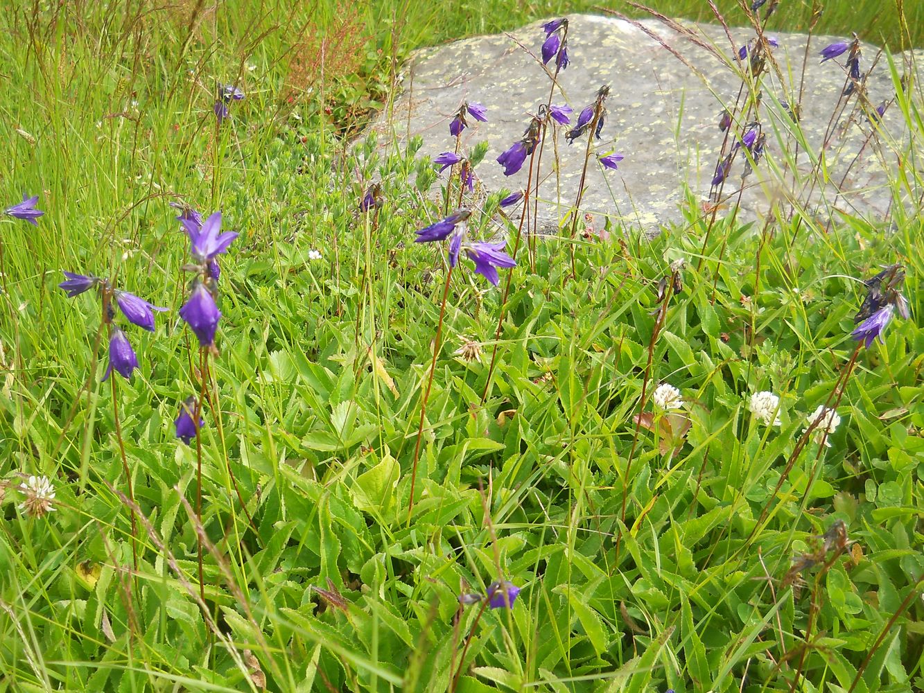 Изображение особи Campanula collina.