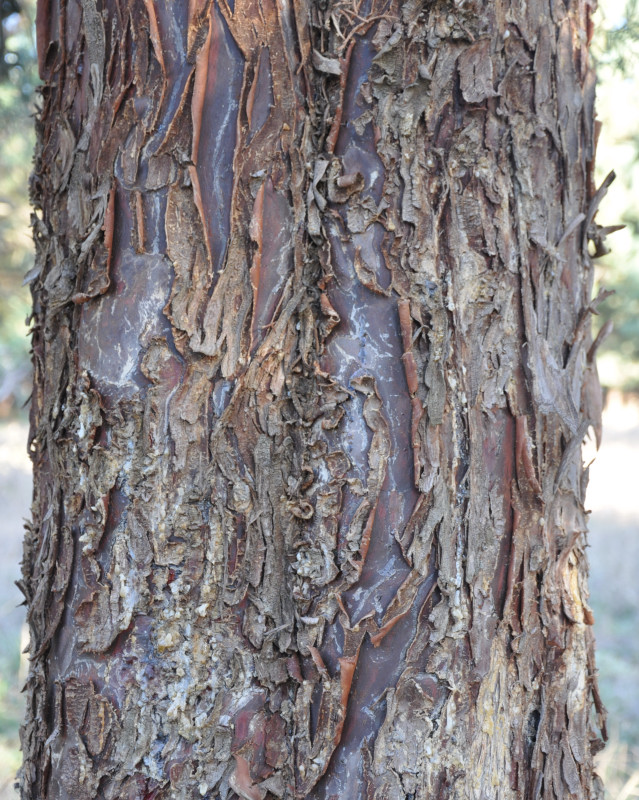 Image of genus Cupressus specimen.