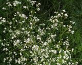 Galium pseudorivale