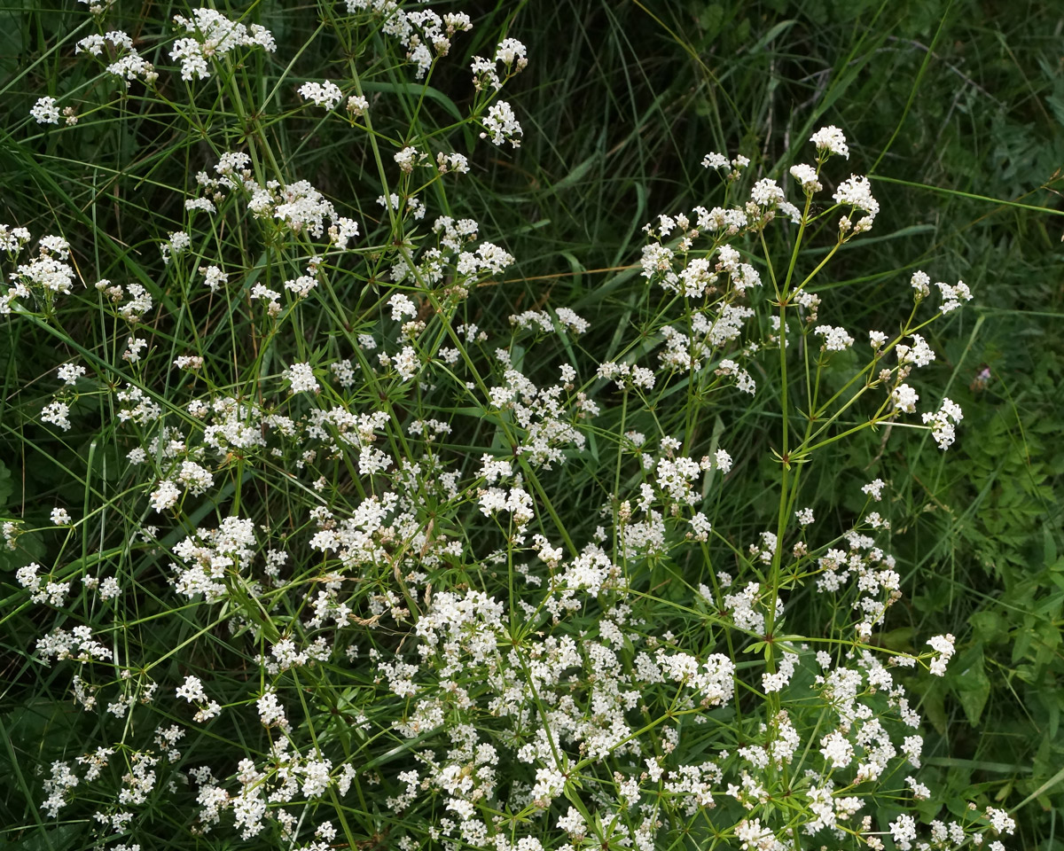 Изображение особи Galium pseudorivale.