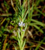 Lythrum hyssopifolia