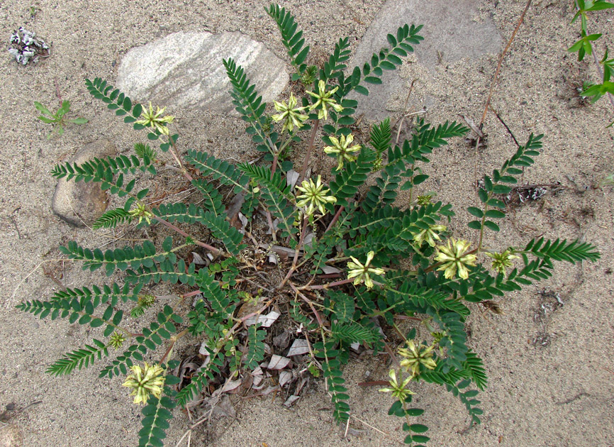 Image of Astragalus schelichowii specimen.