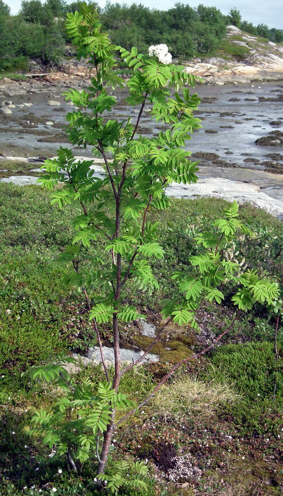 Image of Sorbus aucuparia ssp. glabrata specimen.