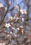 Prunus cerasifera