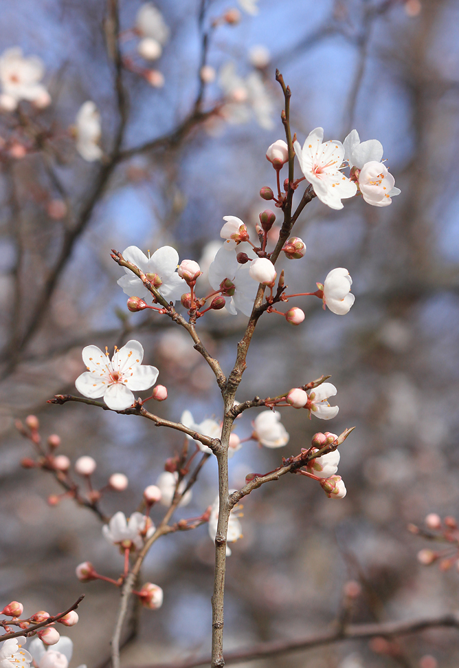 Image of Prunus cerasifera specimen.