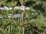 Sambucus ebulus. Верхушка растения с соцветиями. Адыгея, Майкопский р-н, окр. пос. Никель. 18.07.2015.