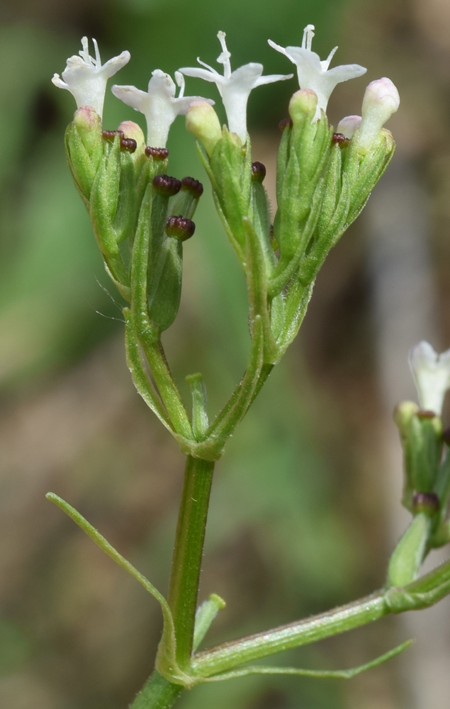 Изображение особи Valeriana ficariifolia.