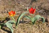 Tulipa uzbekistanica