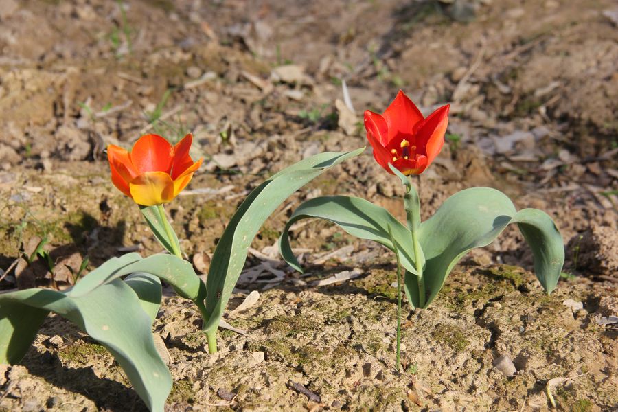 Изображение особи Tulipa uzbekistanica.