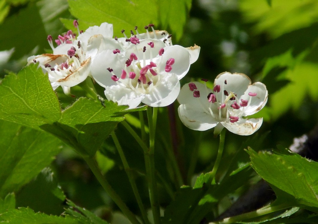 Image of Crataegus rhipidophylla specimen.