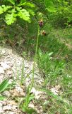 Ophrys mammosa. Цветущее растение. Крым, Бахчисарайский р-н, гора Бакла, разреженный дубовый лес. 1 мая 2016 г.