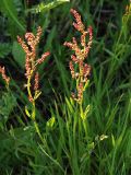 Rumex acetosella. Верхушка растения с соцветиями. Санкт-Петербург, пустырь. 06.06.2009.