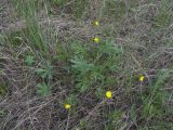 Potentilla patula