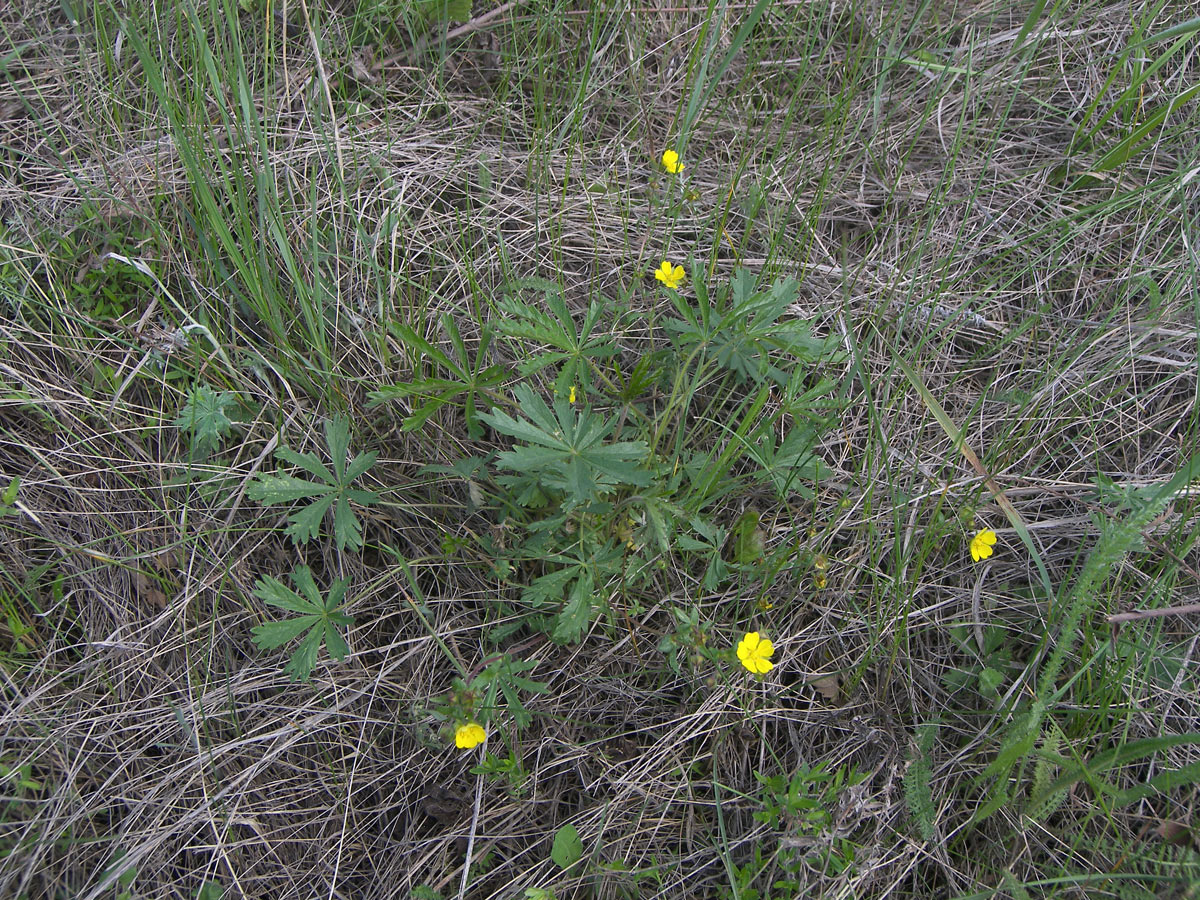 Изображение особи Potentilla patula.