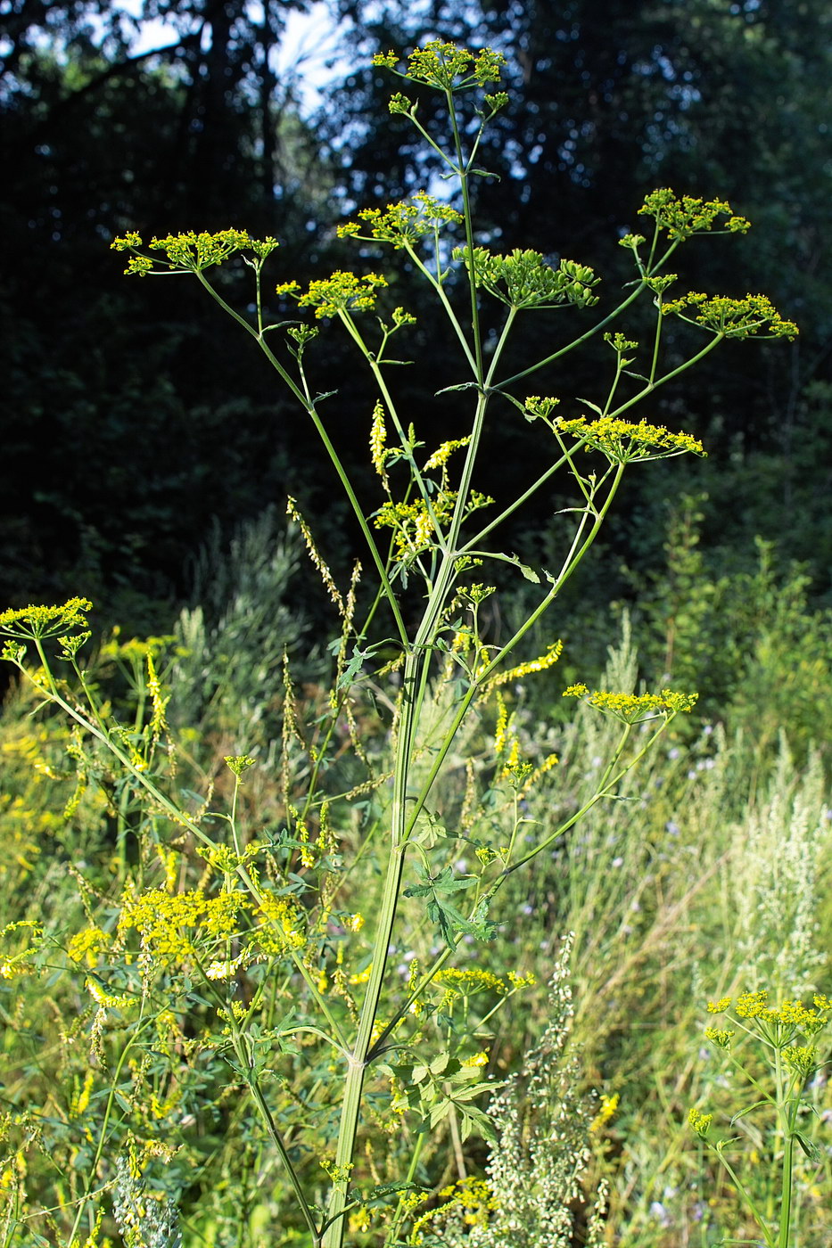 Изображение особи Pastinaca sylvestris.