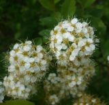 Spiraea media