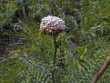 Filipendula vulgaris