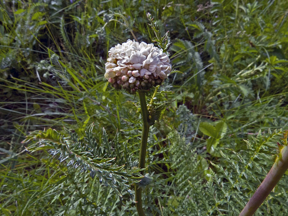 Изображение особи Filipendula vulgaris.