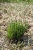 Carex elata. Цветущее и плодоносящее растение в сыром понижении между гривами. Ленинградская обл., Гатчинский р-н, окр. пос. Пудость, луг в старом травертиновом карьере. 22.05.2016.