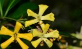 Hymenosporum flavum