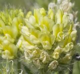 Oxytropis pilosa