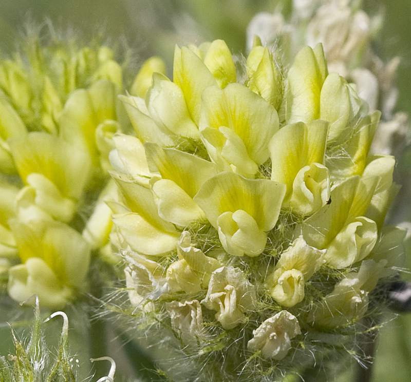 Изображение особи Oxytropis pilosa.