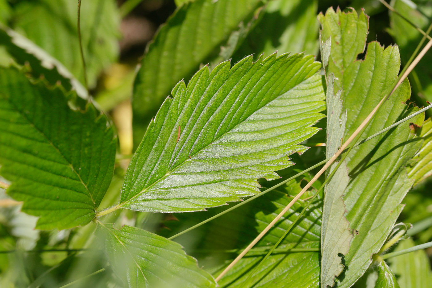 Изображение особи Fragaria campestris.