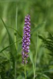 Gymnadenia conopsea