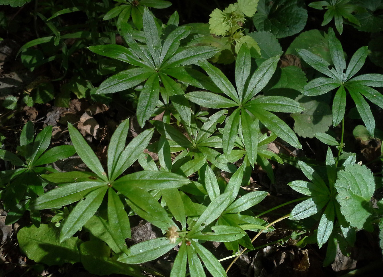 Image of Galium odoratum specimen.