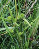 Sparganium microcarpum