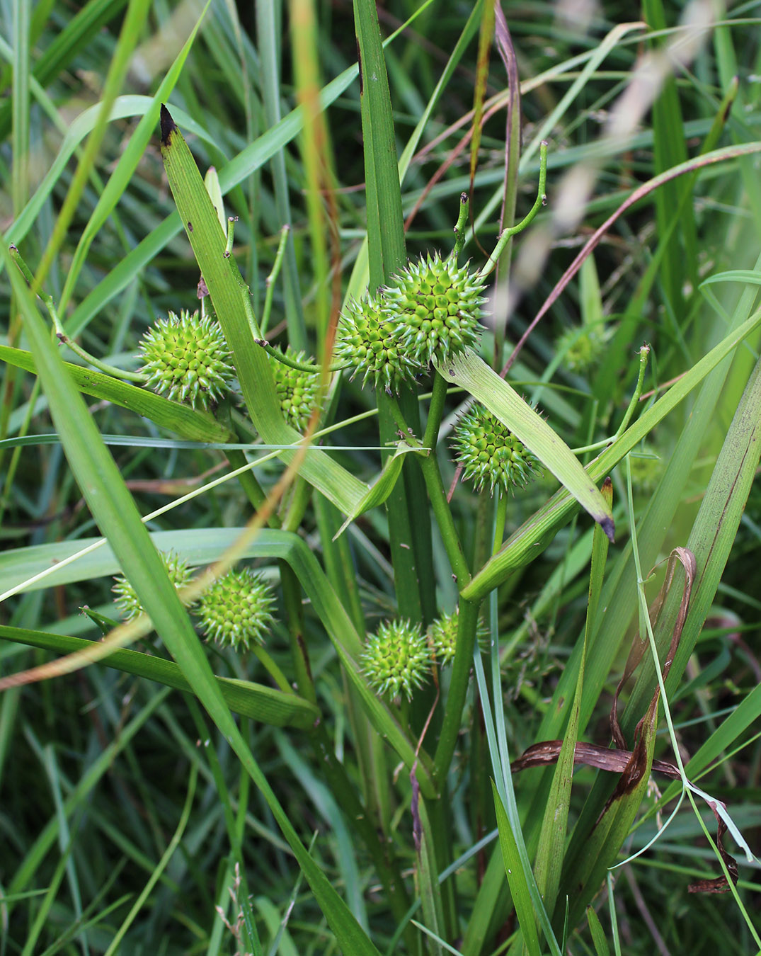 Image of Sparganium microcarpum specimen.