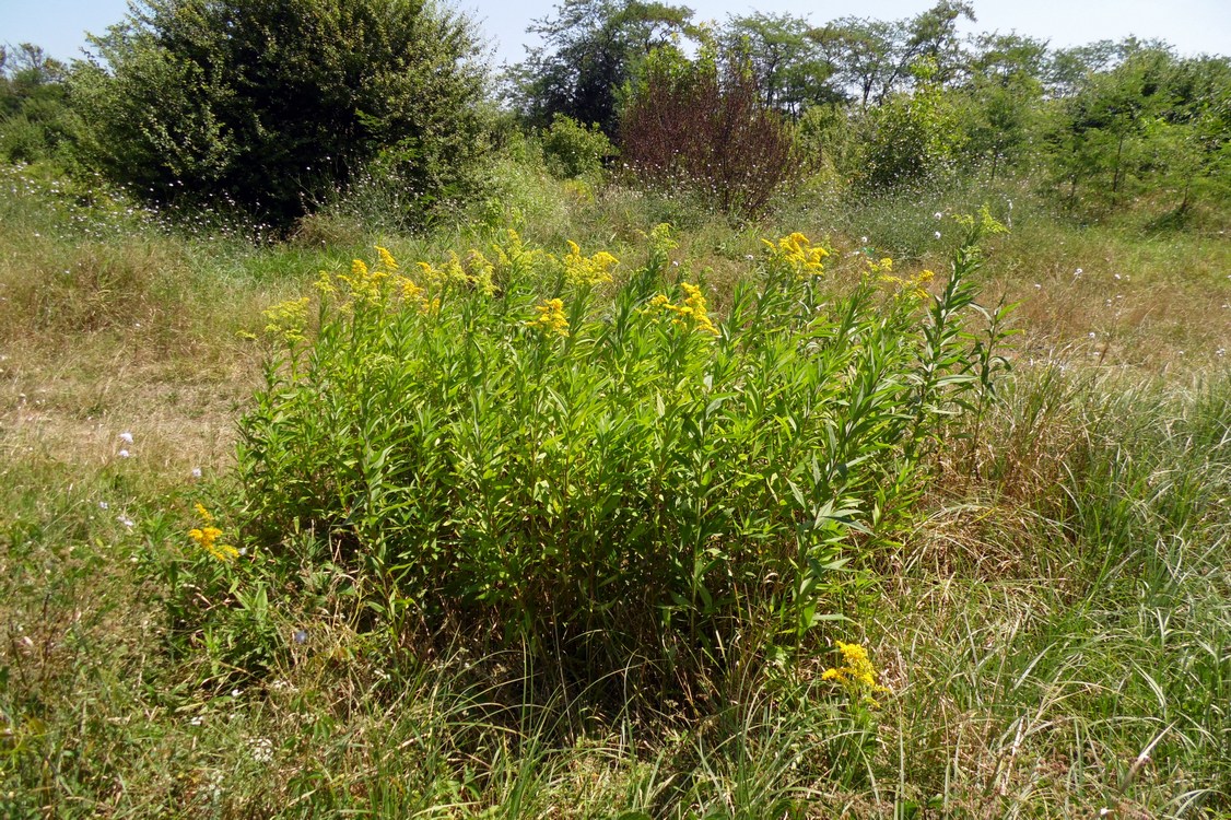 Изображение особи Solidago gigantea.