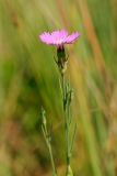 Dianthus versicolor. Цветок. Татарстан, Новошешминский р-н, остепненный луг на увале в окр. села Татарское Утяшкино. 4 июля 2016 г.