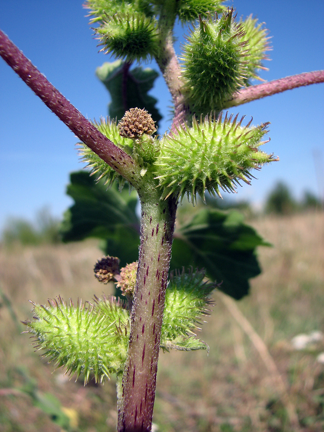 Изображение особи Xanthium orientale.