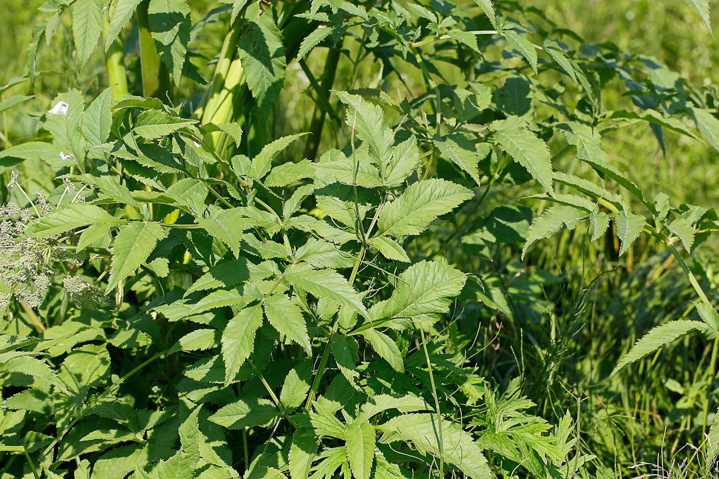 Изображение особи Angelica sylvestris.