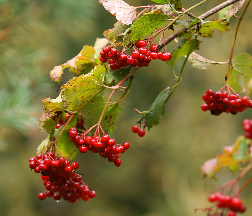 Изображение особи Viburnum opulus.