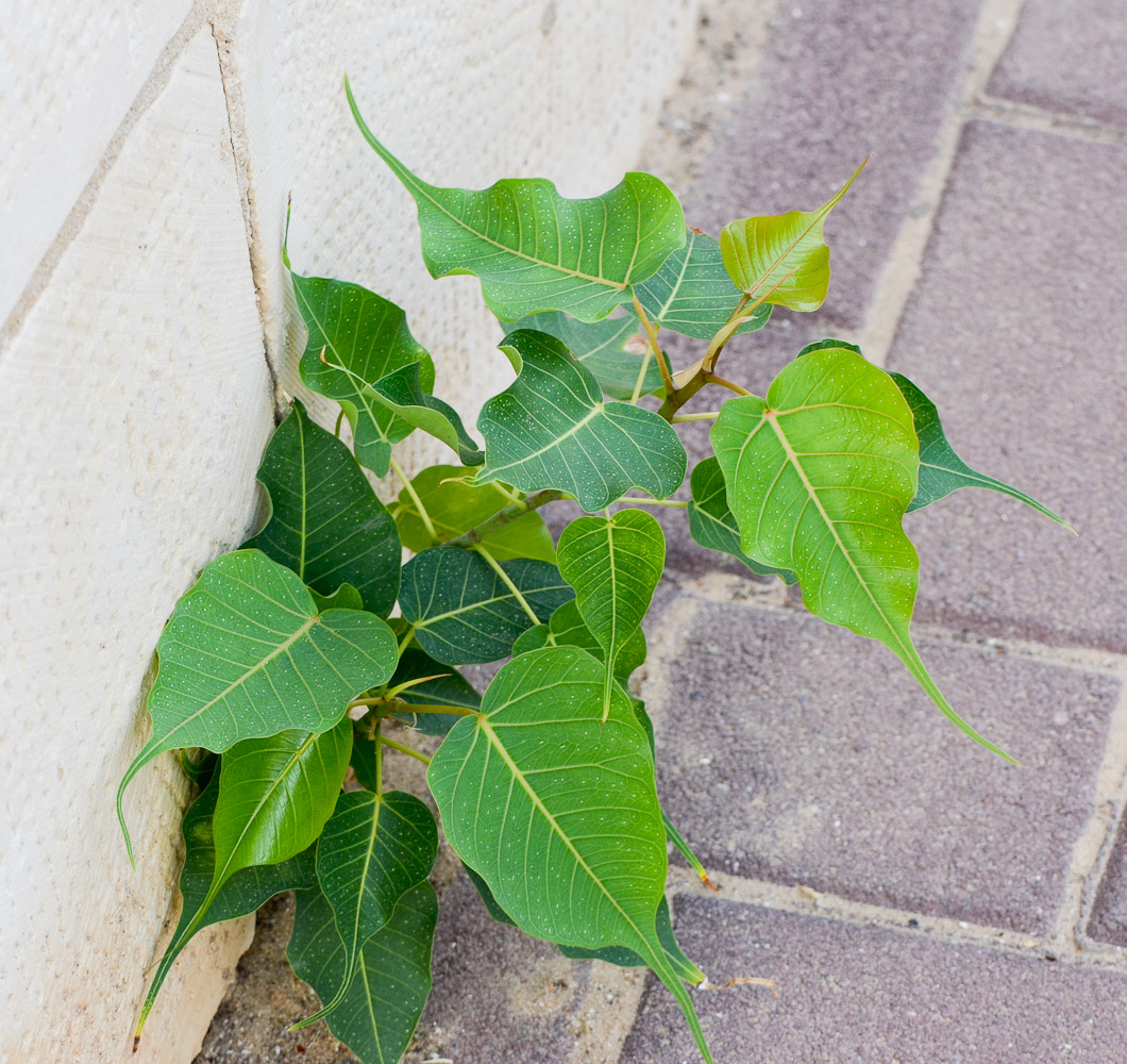 Изображение особи Ficus religiosa.