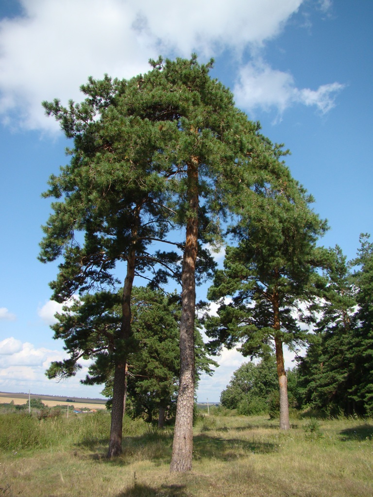 Изображение особи Pinus sylvestris.