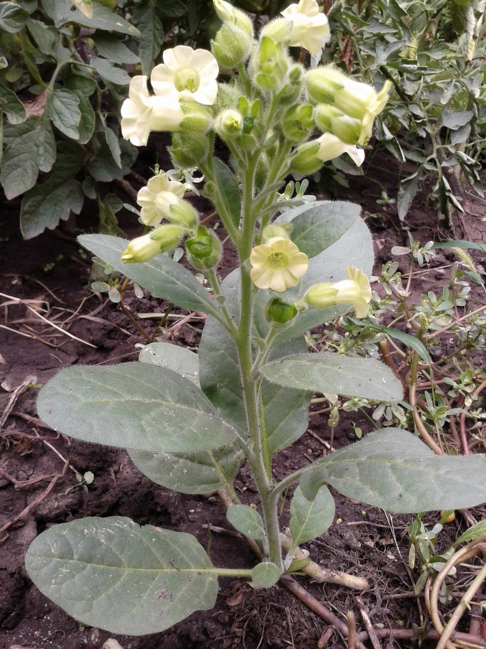 Image of Nicotiana rustica specimen.