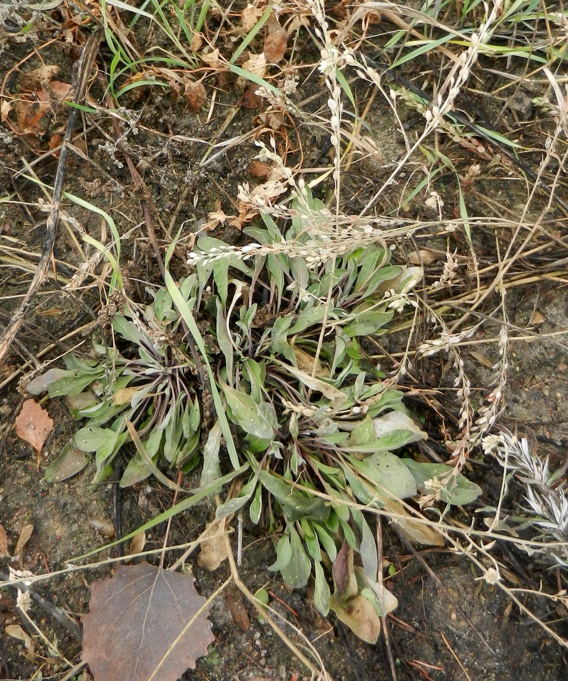 Image of Berteroa incana specimen.