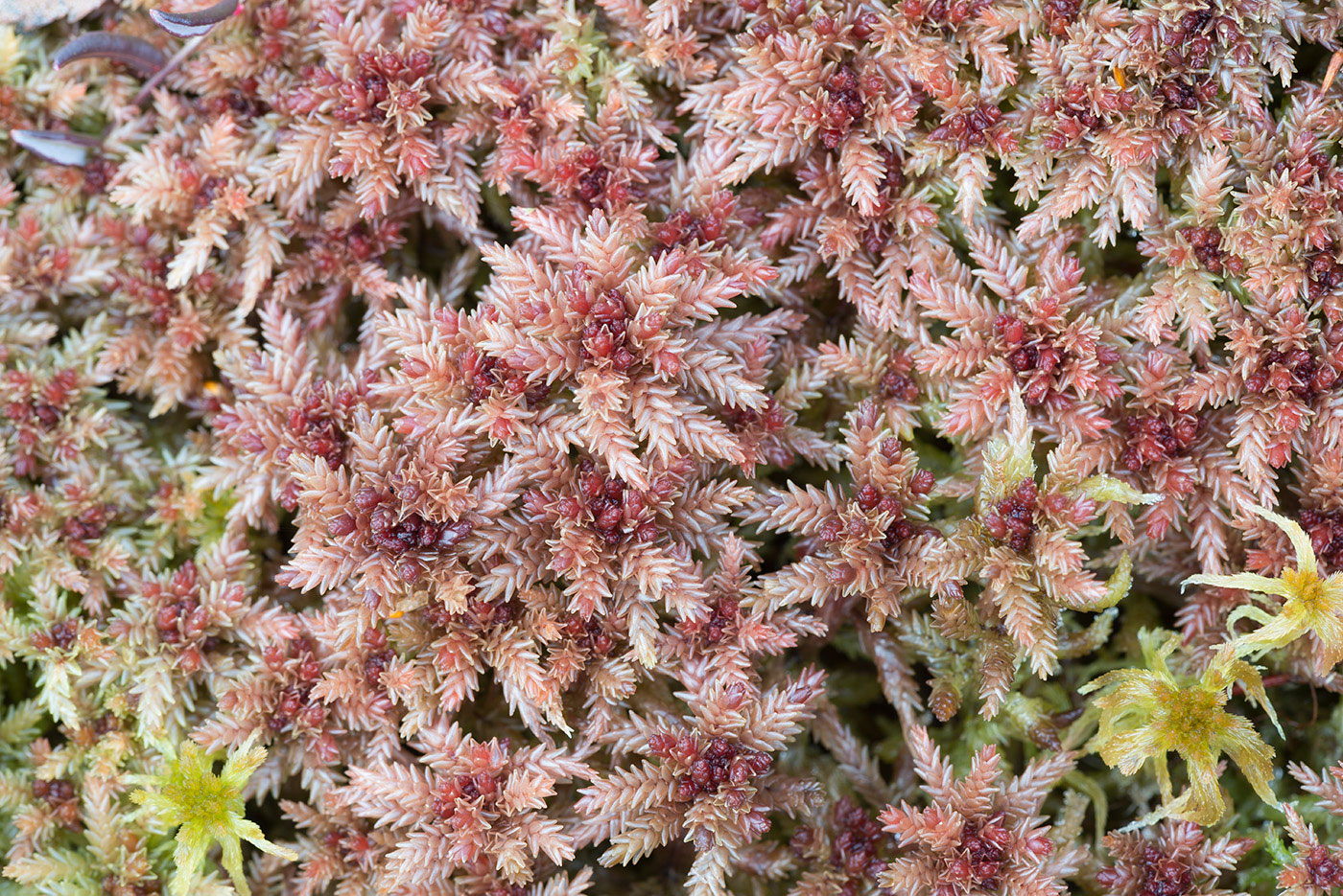 Image of Sphagnum divinum specimen.