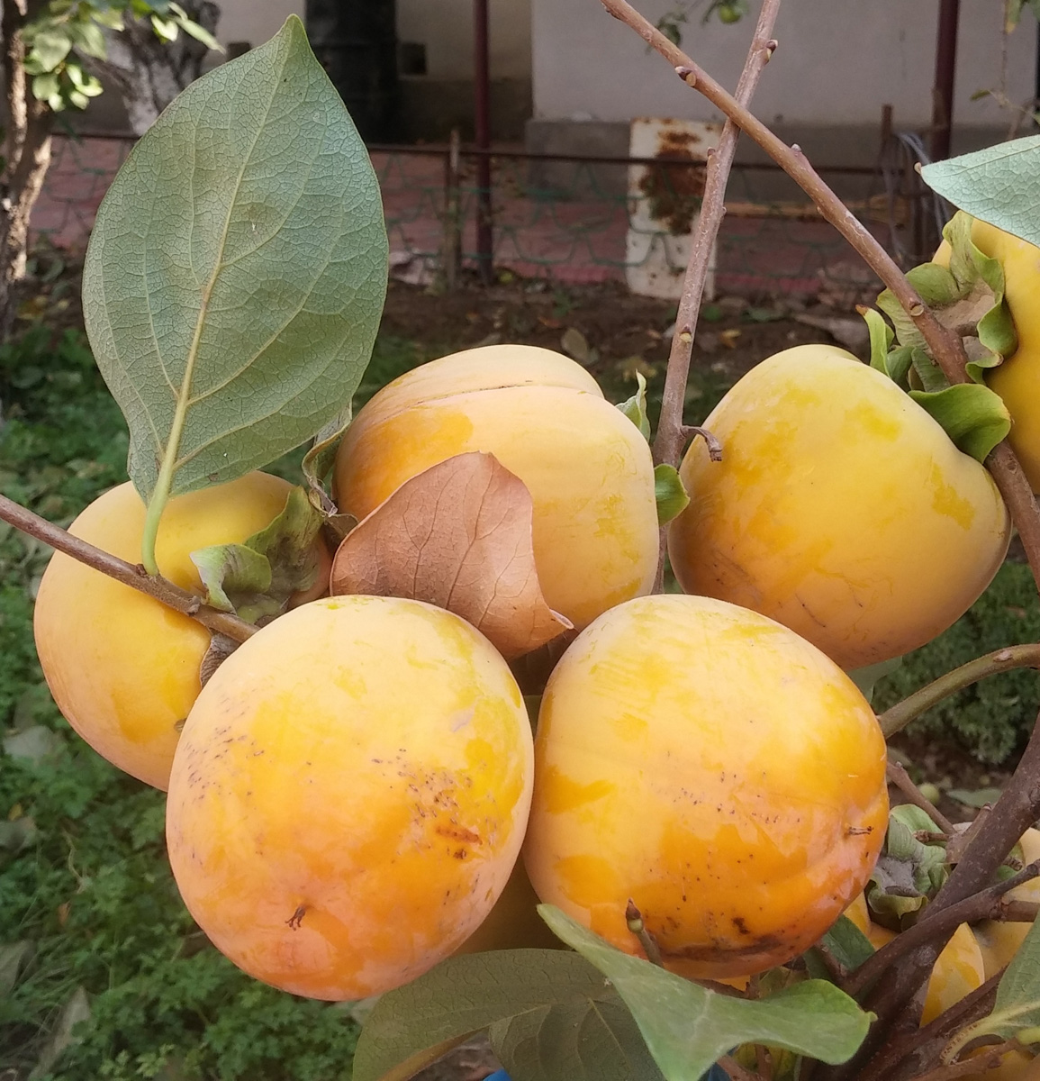 Image of Diospyros kaki specimen.